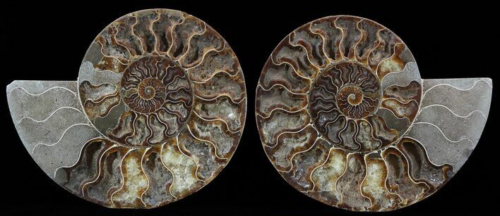 Cut & Polished Ammonite Fossil - Crystal Pockets #51240